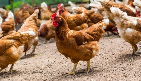 chickens