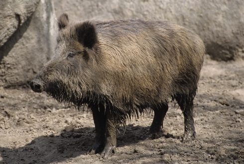 Wild boars increasingly seen in Spain's towns and even shopping centres carry 'diarrhoea parasite that can transmit to humans'