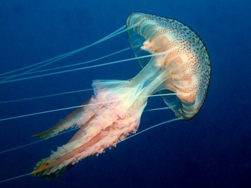 Pelagia Noctiluca Purple Striped Jellyfish