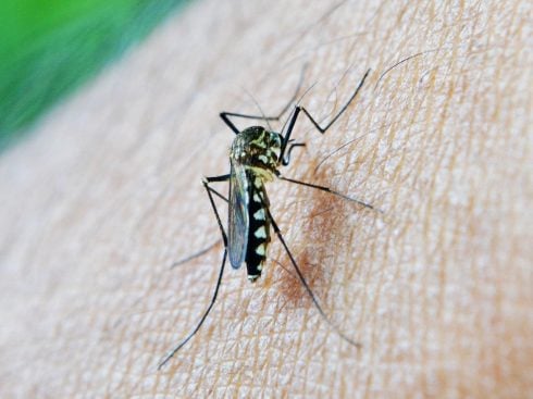 Spain's West Nile virus death toll rises to six: Woman dies after being bitten by an infected mosquito in Sevilla province