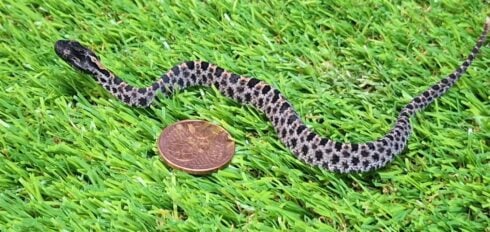 Six rattlesnakes that could save human lives are born at Benidorm nature park